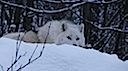 Snow wolf in Ottawa