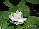 Lily04