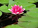 Lily16